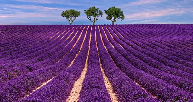 Lavender Tour excursion from Marseille